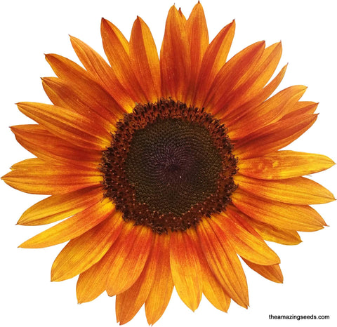 Heirloom Autumn Beauty Sunflower Seeds