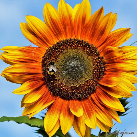 Heirloom Autumn Beauty Sunflower Seeds