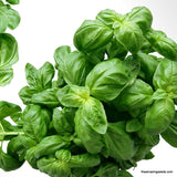Basil - Italian Green Large Leaf Seeds
