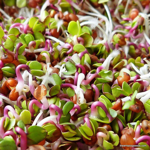 Heirloom Bean Salad Sprouting Mix-1 (Mung Bean, Adzuki, Red Lentil, Radish)