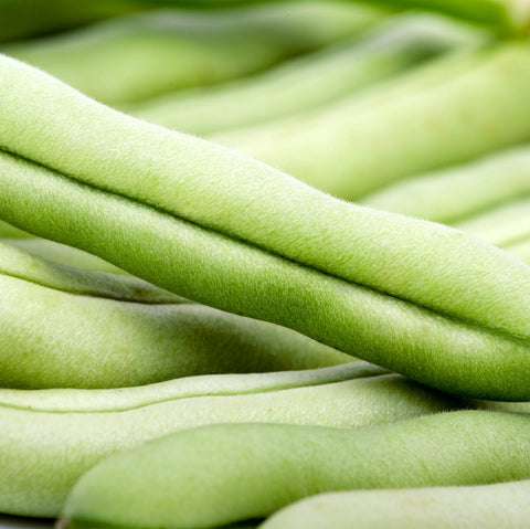 Beans, SLENDERETTE, Green Bush Bean, Heirloom Seeds