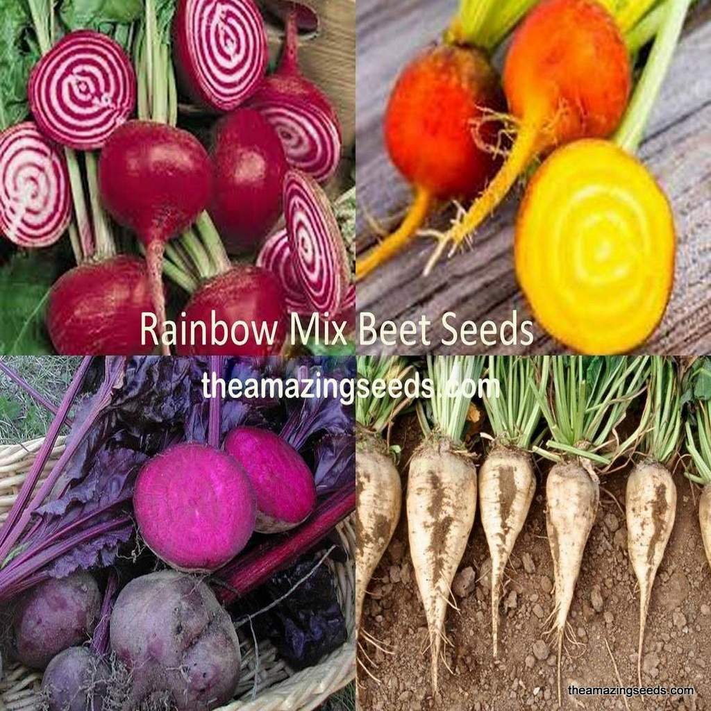 garden beet seeds Heirloom Rainbow Mix Beet Seeds/ 4 Colorful Gourmet varieties – The Amazing Seeds