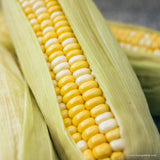 Corn,  Bi-Licious F1, Best Sweet Corn, Bicolor, Heirloom Seeds