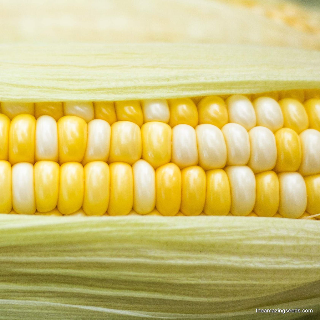Corn,  Bi-Licious F1, Best Sweet Corn, Bicolor, Heirloom Seeds
