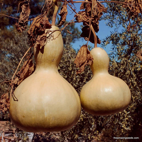 Birdhouse Gourd Seeds, CALABASH, Sorakaya, Asian Indian Opo Squash, Bottle Gourd