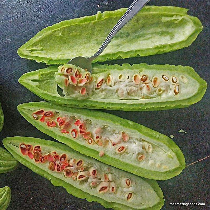 karela plant seeds Bitter Gourd Chinese Green Skin, Balsam Pear, Karela, Ku Gua, Bitter Melon Seeds