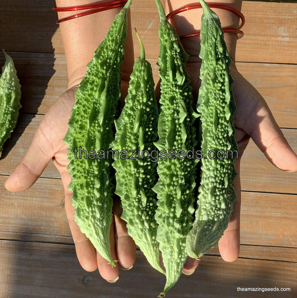 karela plant seeds Bitter gourd INDIA, Bitter melon, Karela, Balsam apple-pear Seeds – The Amazing Seeds