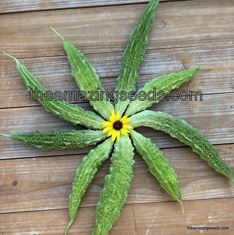 Bitter Gourd JADE, Hybrid, Balsam Pear, Karela, Ku Gua, Kakarakaya, Bitter Melon Seeds