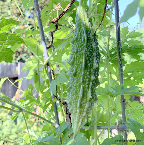 Bitter Gourd JADE, Hybrid, Balsam Pear, Karela, Ku Gua, Kakarakaya, Bitter Melon Seeds