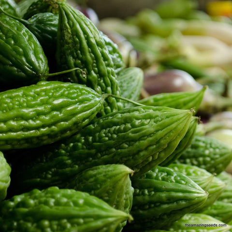 Bitter Gourd Chinese Green Skin, Balsam Pear, Karela, Ku Gua, Bitter Melon Seeds