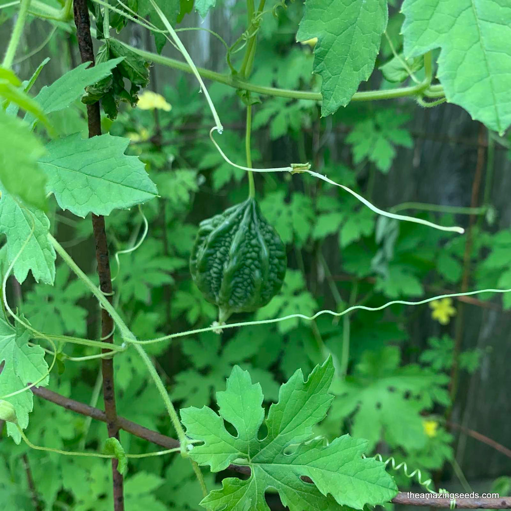 Small Bitter Gourd, mini Bitter Melon, Karella, Balsam Pear