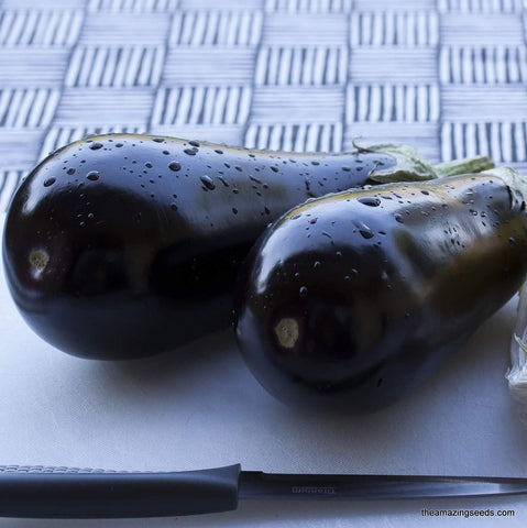 Black Beauty Eggplant Seeds