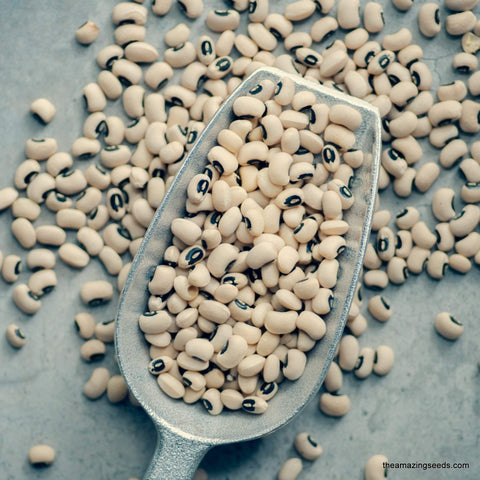 California Black eye Cowpeas Bush Beans Seed