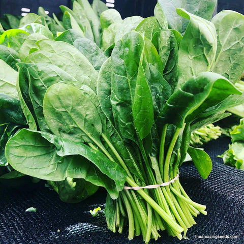 Spinach, Bloomsdale Long Standing, Heirloom Seeds