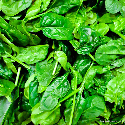 Spinach, Bloomsdale Long Standing, Heirloom Seeds
