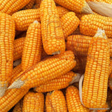 Corn, Bodacious, Hybrid Yellow, Sweet Corn, Heirloom Seeds (Zea mays)