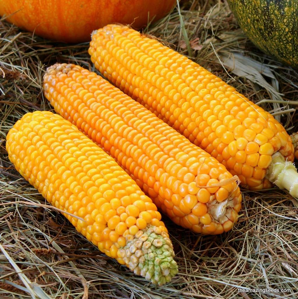 Corn, Bodacious, Hybrid Yellow, Sweet Corn, Heirloom Seeds (Zea mays)