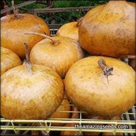 Gourd, Corsican Hard-Shelled, Basket Type, Art & Craft, Heirloom Seeds