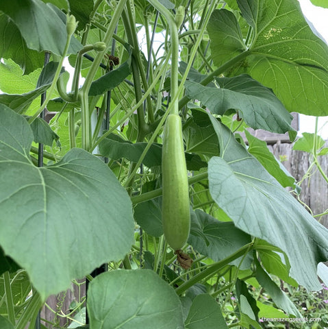 Guiro, Bottle gourd, Sorakaya, ghiya, Dudi, Upo or Opo, Lauki, Hulu, Squash Seeds