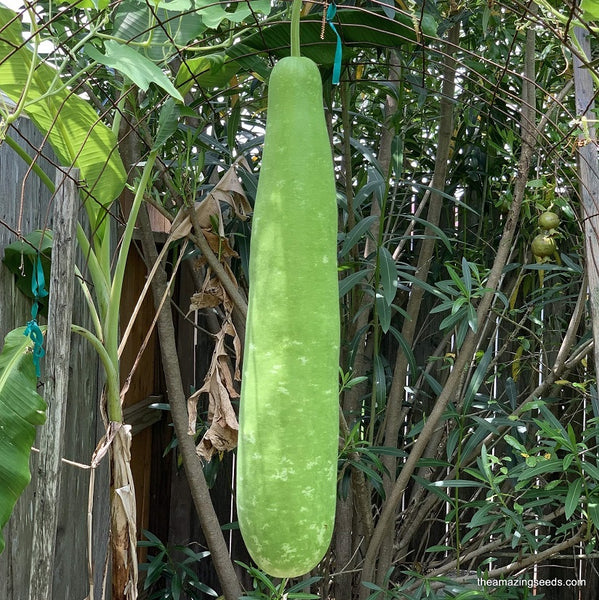 Upo Bottle Gourd Asian Vegetables Calabash Gourds Amazon.com : 20+