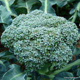 Broccoli Green Calabrese Seeds Sprouting/Microgreen