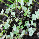 Broccoli Green Calabrese Seeds Sprouting/Microgreen