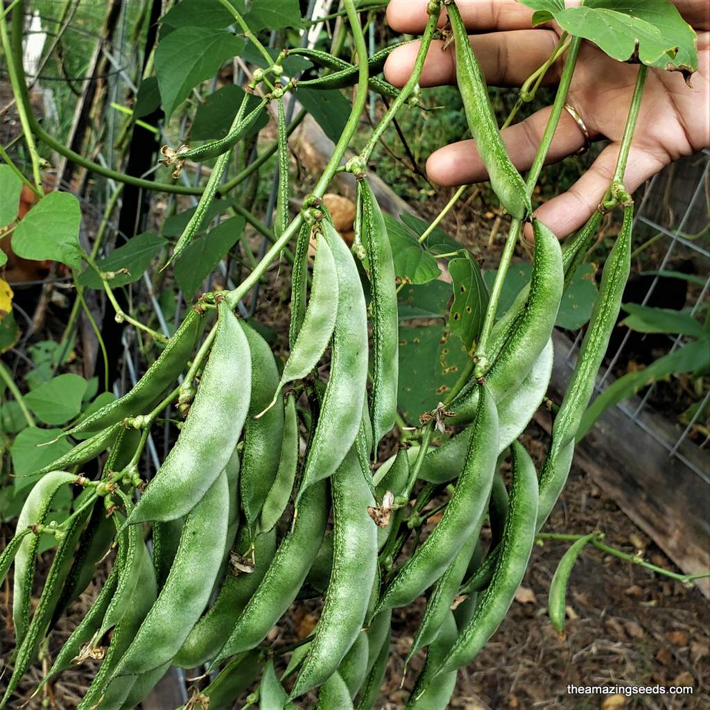 hyacinth bean plant seeds Hyacinth Bean Lablab, HighYield Delicious Asian, Papdi Bean White Flow – The Amazing Seeds