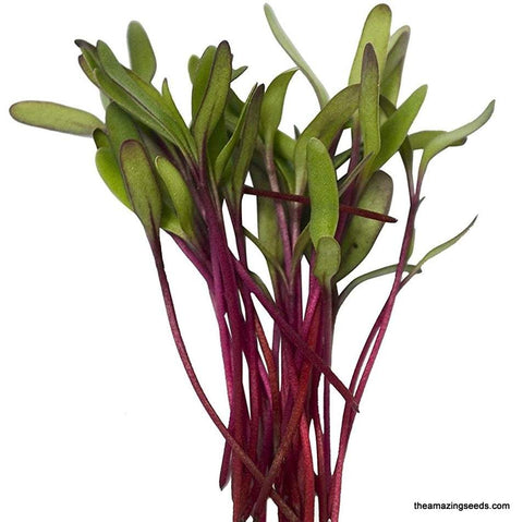 Bull's Blood Beet Seeds/ Microgreen Sprouting/ Salad