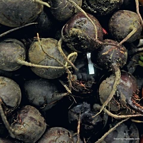 Bull's Blood Beet Seeds/ Microgreen Sprouting/ Salad