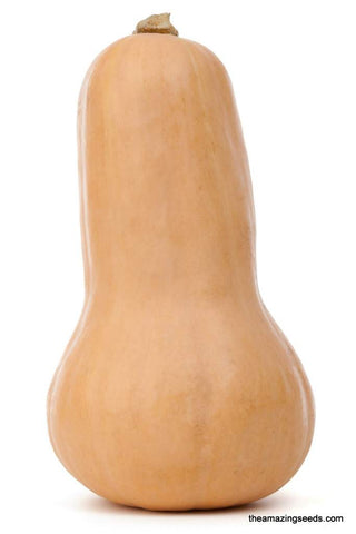 Heirloom Waltham Butternut Winter Squash Seeds