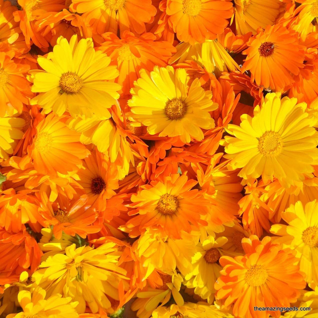 edible beauties flower mix seeds Calendula Pacific Beauty Mix Seed, Edible flower