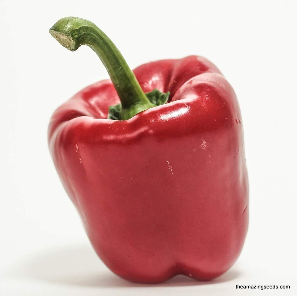 california wonder 300 tmr sweet pepper garden seeds California Wonder 300 TMR Sweet Pepper Seeds,