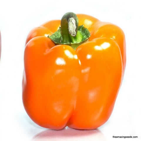 Pepper, California Wonder, Golden, Sweet Pepper, Heirloom Seeds