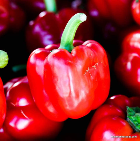 California Wonder 300 TMR Sweet Pepper Seeds,