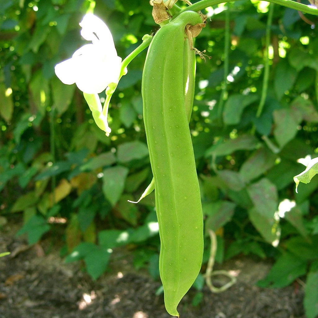 seethamma vari jada plant in english Bean, Sword Bean, Chamma kaya, Tammakaya, Japanese Sword Bean, Valavar – The Amazing Seeds