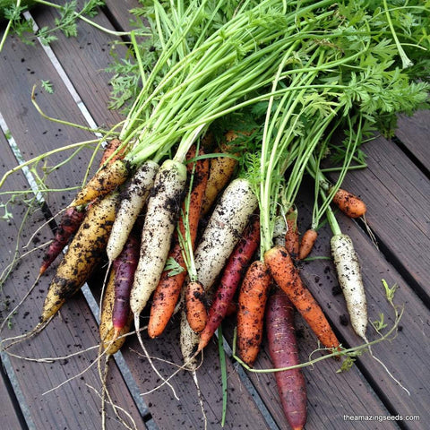 Rainbow Blend Carrot Seeds/Non-Gmo/Heirloom/Fall Gardening/Mixed Colors (200 Seeds)