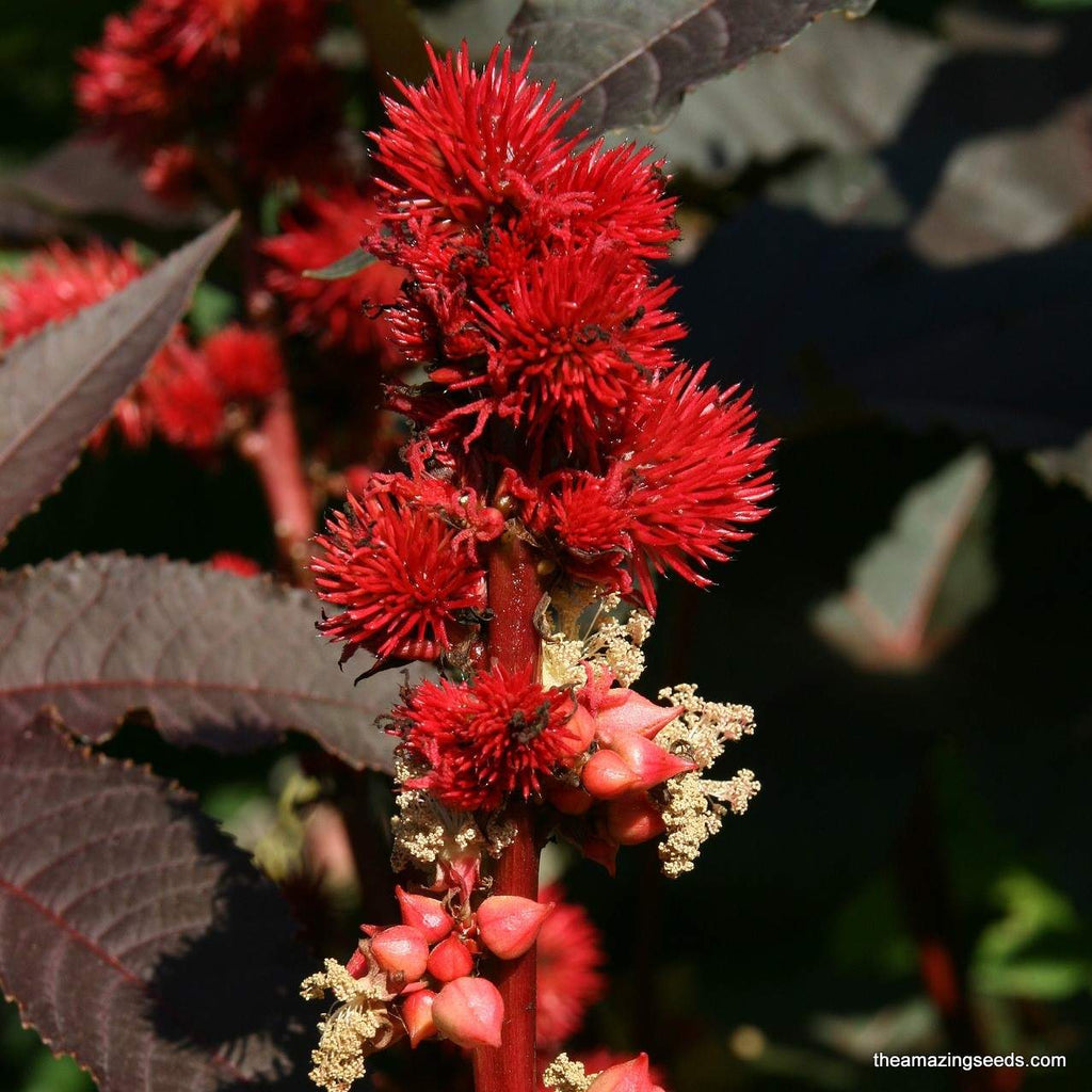 castor oil seed plant Castor Beans Seeds/ Ornamental plant