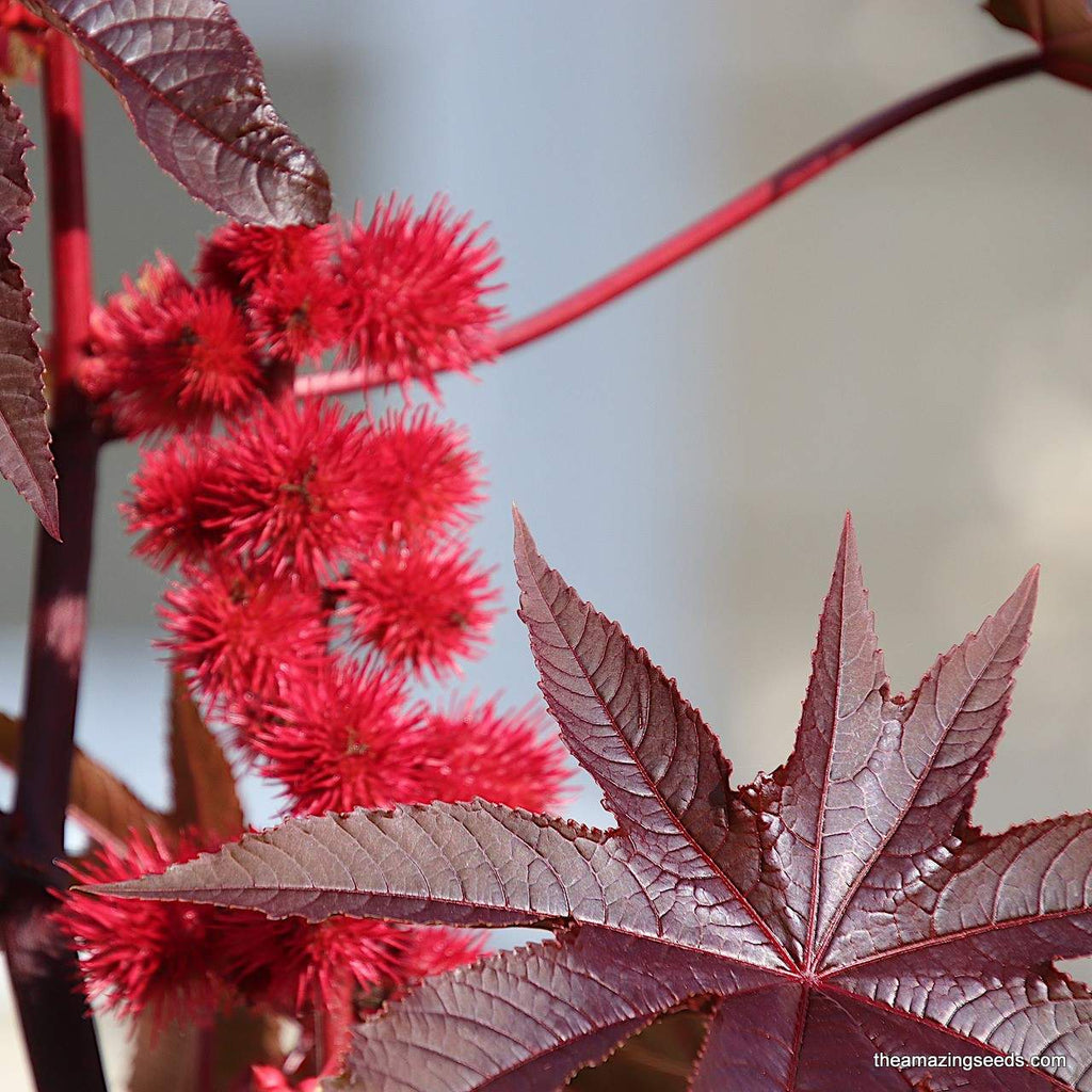 castor plant seeds Castor Beans Seeds/ Ornamental plant – The Amazing Seeds