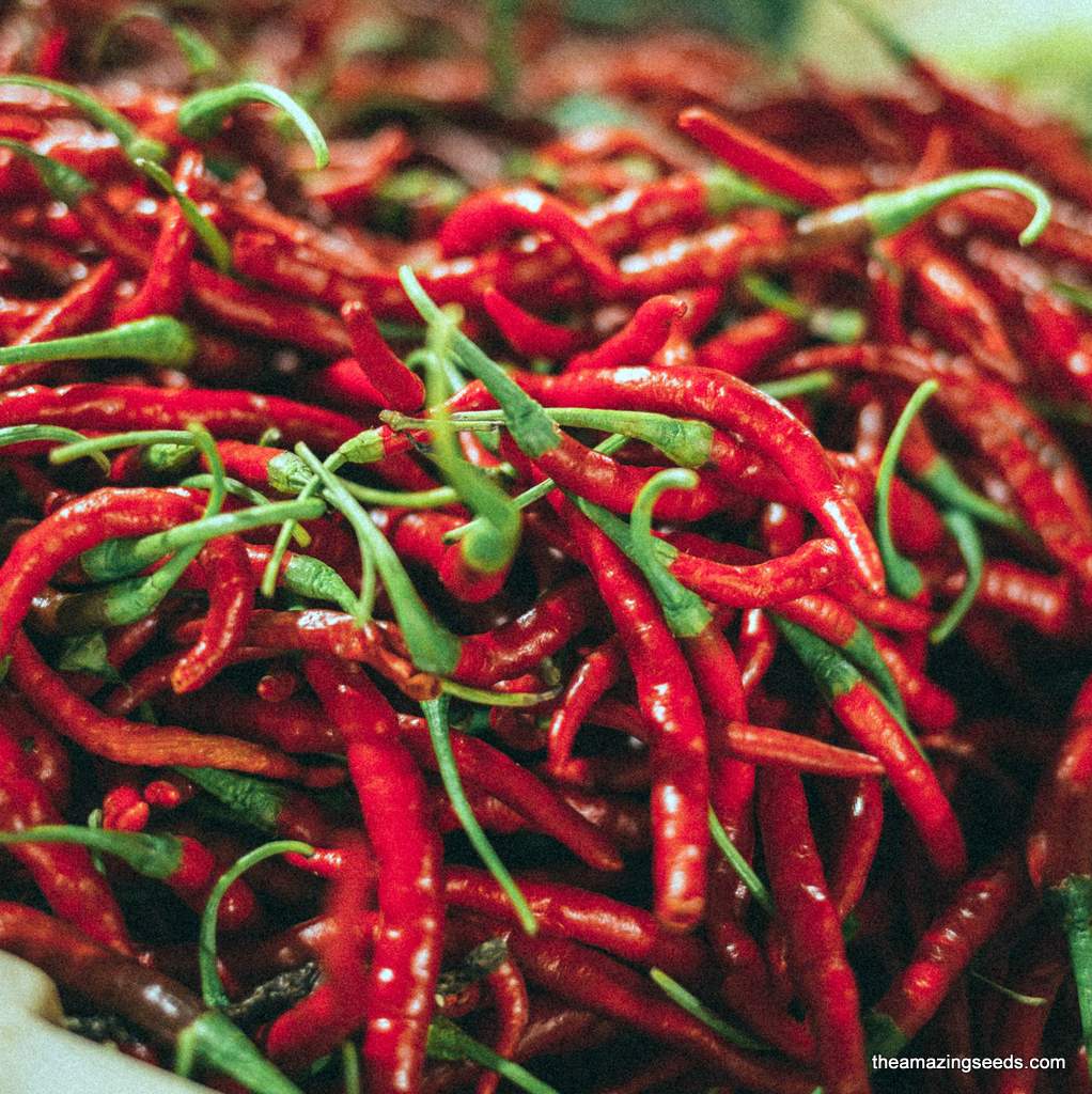 Hot pepper Cayenne Long Slim: seeds: bio: ecological Hot pepper Cayenne Long Slim: seeds: bio: ecological