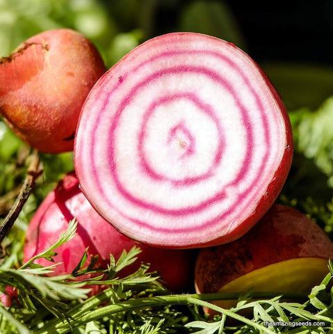 Chioggio Beets Heirloom