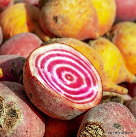 Chioggio Beets Heirloom