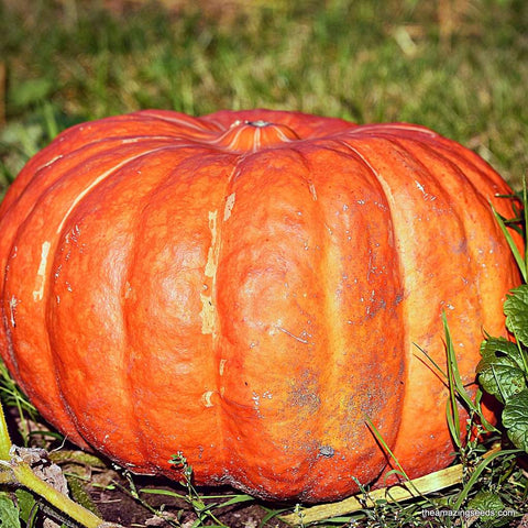 Pumpkin Cinderella, Rouge Vif D'Etampes, Heirloom Seeds