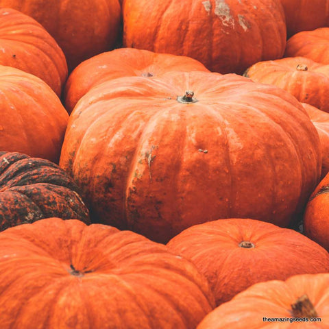 Pumpkin Cinderella, Rouge Vif D'Etampes, Heirloom Seeds