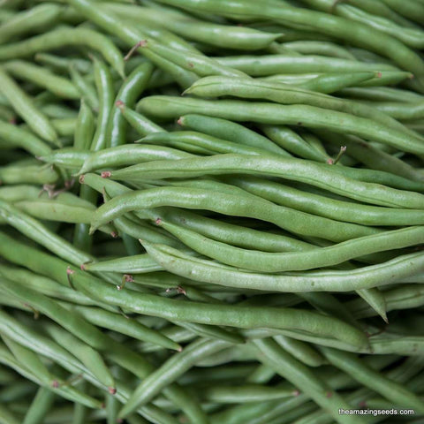 Heirloom Green Bush Bean Contender