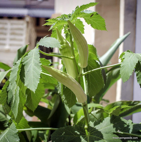 Cowhorn Okra, Non GMO, Heirloom Seeds