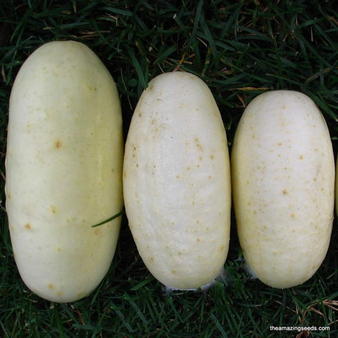 Heirloom White Wonder Cucumber Seed (20 Seeds)