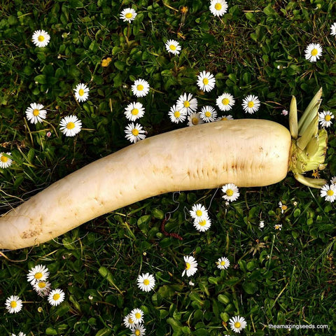 Heirloom Japanese Minowase Daikon Radish Seeds