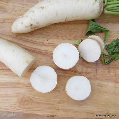 Heirloom Japanese Minowase Daikon Radish Seeds