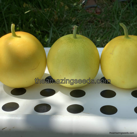 Dosakai, Dosakaya Melon Seeds/Indian Cucumber/Vellarikka Organic