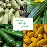 Summer Melody Squash, guaranteed mix